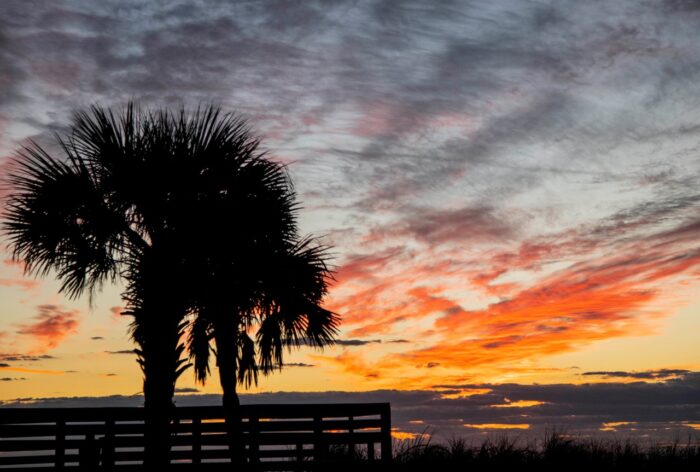 Palm Tree Frames the Dawn - Fred Mays